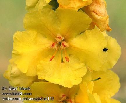 phlomoides L.