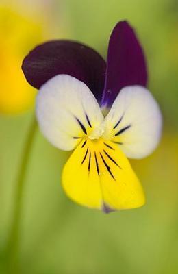Viola tricolor háromszínű