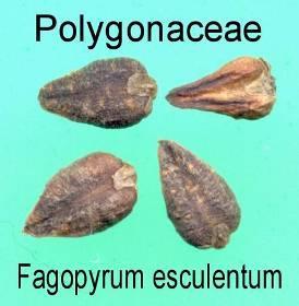 Fagopyrum esculentum
