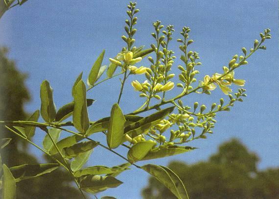 Sophorae flos japán