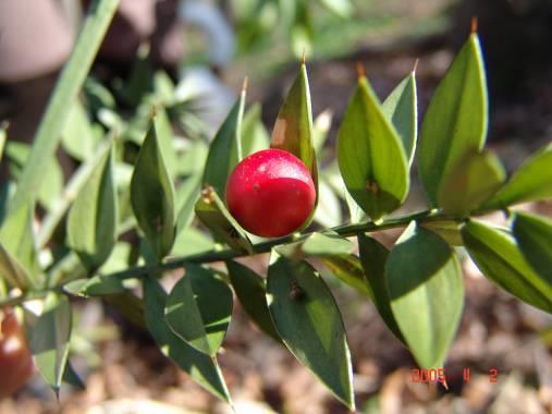 Ruscus aculeatus szúrós csodabogyó