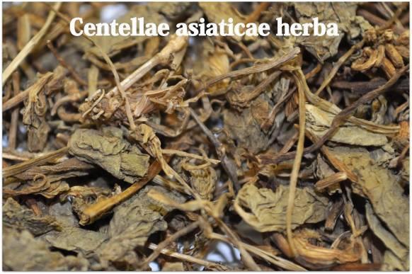 Centellae asiaticae herba ázsiai gázló virágos hajtás HA: triterpénszaponinok, asiatsav-, madecasav-,