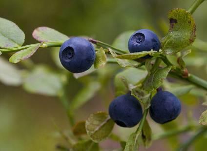 Vaccinium myrtillus fekete áfonya (Ericaceae) Hatóanyag: