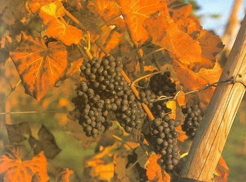 Vitis vinifera