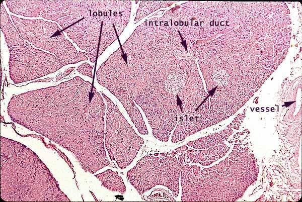 A normális pancreas és a Langerhans szigetek