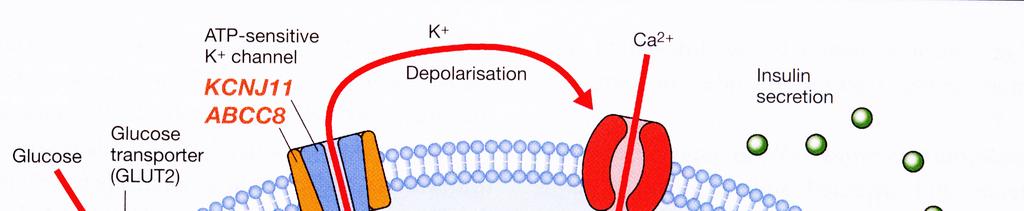 GLP1 GLP1 receptor Adenyl