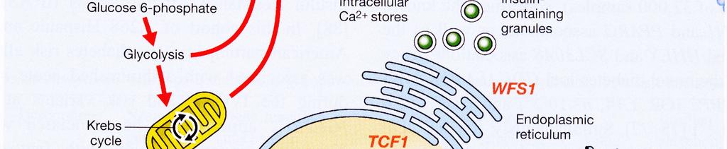 dependens kináz pathway: