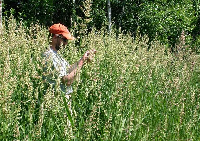 Pántlikafű (Phalaris arundinacea L.) Évelő, hosszú tarackos szálfű. 4-5 évig hasznosítható.
