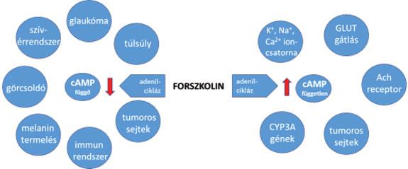 2016. december GYÓGYSZERÉSZET 759 4. ábra: A forszkolin farmakológiai aktivitásai szőrnövekedést fokozták.