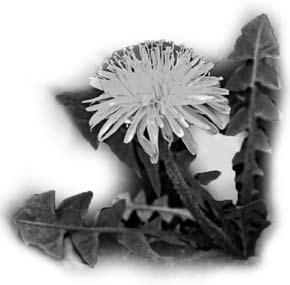 6. Gyermekláncfű (Taraxacum officinale) Népies neve: Pongyola pitypang, pitypang, kákics, kácsavirág, kacsavirág, kacsaparéj, kikirics, papatyivirág, pimpam, barátfej, bimbófű, barátfű, buborékfű,