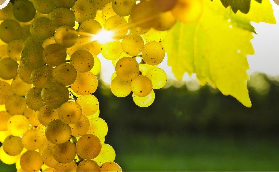 DESSZERT BOROK DESSERT WINES A Tokaj-hegyaljai borvidék a világ elsõ zárt borvidéke 1737 óta. Magyarország északkeleti részén, a Zempléni-hegység déli, délkeleti lábainál található.