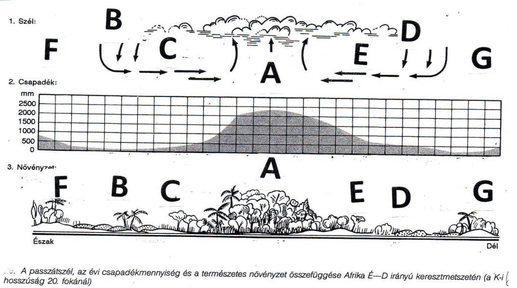 12 ÁBRAELEMZÉS AFRIKA ÉGHAJLATA ÚTMUTATÓ: Az alábbi ábrán a passzát szél, az évi csapadékmennyiség és a természetes növényzet összefüggését tanulmányozhatod Afrika É-D-i irányú keresztmetszetén a k-i