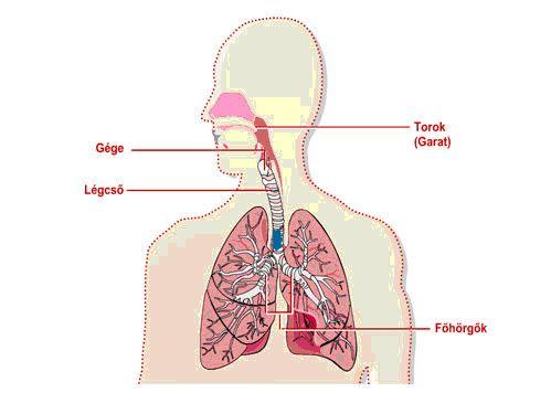 A (úgynevezett gázcsere, kerül, nélkülözhetetlen keletkező szervezetünket. hörgők ahol egyre széndioxidot azaz a vörösvértestek alveolusokban) a kisebb oxigént.
