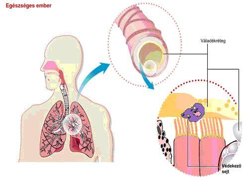 Egészségesekben mint Ha fehérvérsejteket váladéktermelést a védelmi légutak ezek például rendszerét az között. anyagok a ember port, küld Ezek az a képezik.