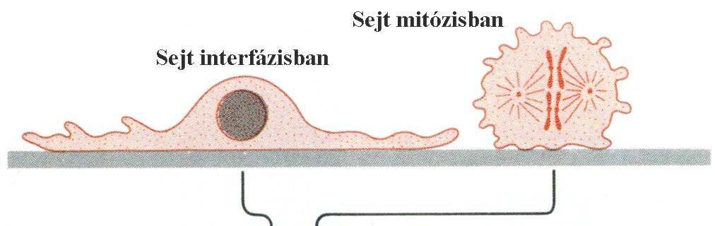 E lőssejtek vizsgálatához: szi kro izált sejttenyészet készítése szükséges Sejt interfázisban Sejt mitózisban Tápoldat Mitotikus