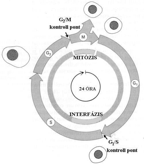 A sejtciklus szabályozásának vizsgálata II: sejt iklust sza ál ozó gé ek utá iójá ak izolálása élesztő