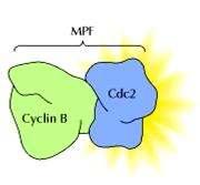 Az MPF ciklikus aktivitást mutat, ami összhangban van a ciklin B koncentrációjának növekedésével MITÓZIS INTERFÁZIS MITÓZIS INTERFÁZIS MITÓZIS Relatív koncentráció MPF ciklin B A sejtfúziós,