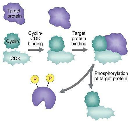 A CDK ciklinnel komplexet képezve aktiválódik, és foszforilálja
