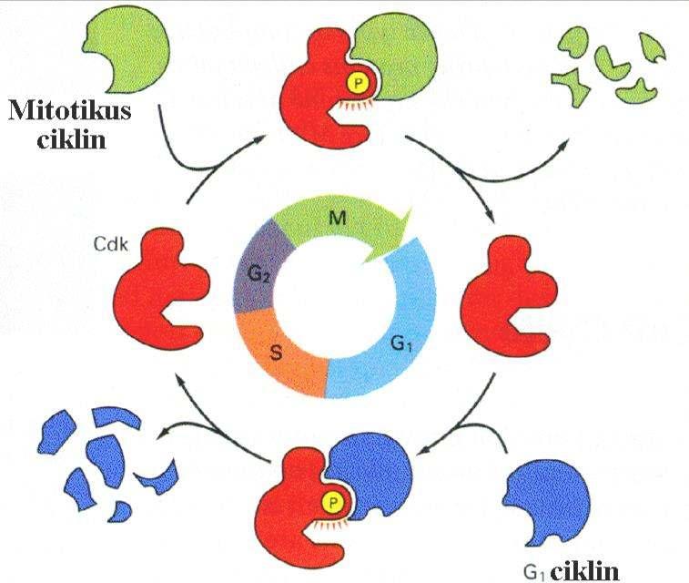 Élesztők e eg etle CDK található, a el a sejt iklus eg es stádiumaiban más- ás ikli hez köt eltérő ese é eket indít el ciklin B MITÓZIS MPF MPF :