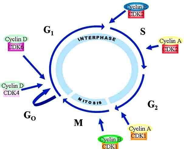 Gerincesekben négyféle CDK található, amelyek a sejtciklus külö öző stádiu ai a képez ek aktív