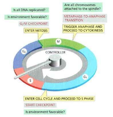 A sejt iklus elle őrzési po tjai Az összes DNS replikálódott? Megfelelőek a körül é yek? G2/M kontrollpont BELÉPÉS A MITÓZISBA Minden kromoszóma ikrotubulushoz kötődött?