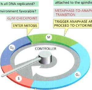 A sejt csak akkor kezdheti el a mitózist, ha a DNS replikálódott, és teljesen ép - ez a G 2 /M kontrollpont legfontosabb feladata Az összes DNS replikálódott? Megfelelőek a körül é yek?