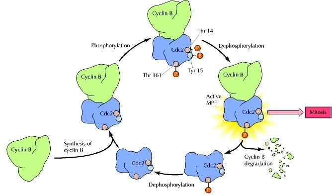 Belépés a mitózisba: a CDK1-ciklinB komplex aktiválódása CDK-gátló foszfátcsoport