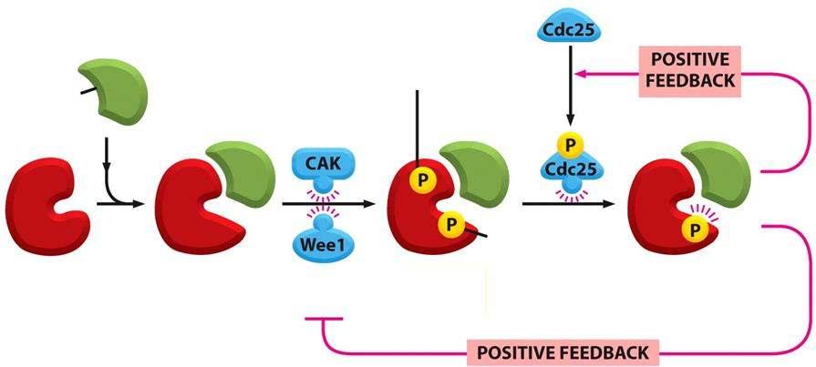 Belépés a mitózisba: a CDK1-ciklinB komplex aktiválódása inaktív foszfatáz ciklinb gátló foszfátcsoport CDK-aktiváló kináz CDK1 inaktív CDK1-ciklinB CDK-gátló kináz aktiváló foszfátcsoport inaktív