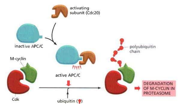 Az anafázis kezdetekor aktiválódik az Anaphase Promoting Complex (APC), amely ubikvitin ligázként proteaszomális bontásra ítéli célfehérjéit aktiváló alegység (cdc20) inaktív APC ciklinb