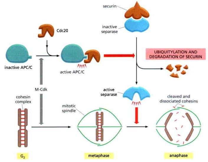 Alberts: Molecular Biology of the Cell, 2008 Az APC hatására lebomlanak a kromatidákat összetartó cohesin fehérjék, íg a ikrotu uláris húzófo alak e té kezdődhet a