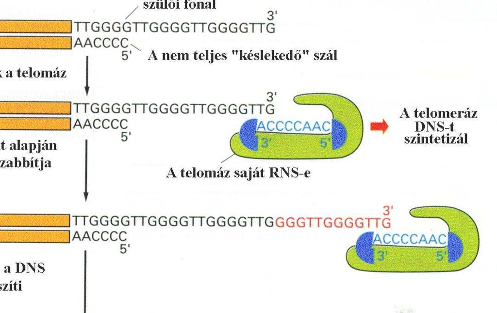 A telomeráz űködése Kapcsolódik a telomeráz A telomeráz az RNS te plát alapjá a irányban meghosszabbítja a