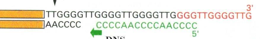 DNS polimeráz az új 5 véget RNS pri ertől indulva kiegészíti AACCCCAAC DNS polimeráz késő le o ló RNS-primer