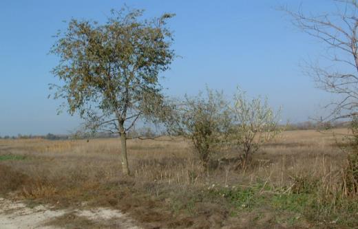 Blaskó et al. Az erősebben szikes részeken csak néhány túlélő Turkesztáni szil (Ulmus pumila) és Ezüstfa (Eleagnus angustifolia L.