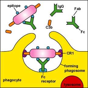 Opszonizáció OPSZONINOK: IgG, IgE à FcR C3b à CR közvetített