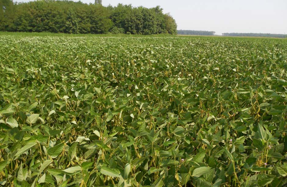 A NAGY TESTVÉR BŐTERMŐ SZÓJÁK AGRONÓMIAI igen-korai (oo) 550-600.