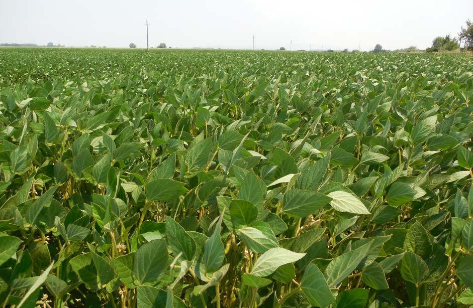 A DÉL BAJNOKA BŐTERMŐ SZÓJÁK AGRONÓMIAI közép (I) 460-480.000 mag/ha április közepe - május eleje REGALE bőtermő szója A Karintia Kft. új genetikát képviselő, középkorai érésű szója fajtája.