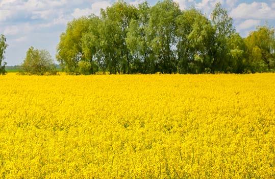 Nemesítő: AZ ÚJGENERÁCIÓS REPCEHIBRID AGRONÓMIAI közép-korai 500 ezer csíra/ha ŐSZI KÁPOSZTAREPCE augusztus 20-tól szeptember 15-ig ÚJ PEDRO Hibridrepce TERMELŐI VÉLEMÉNY 150 ha-on vetettem Pedro