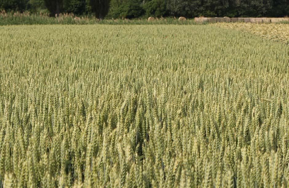 AGRONÓMIAI Kalásztípus: tar kalászú közép 3,8-4,2 millió csíra/ha 170-200 kg/ha okóber 1-től november 5-ig megkésve november elején is vethető BŐTERMŐ ŐSZI KALÁSZOS A BŐTERMŐ MALMI PEDRO Bőtermő őszi