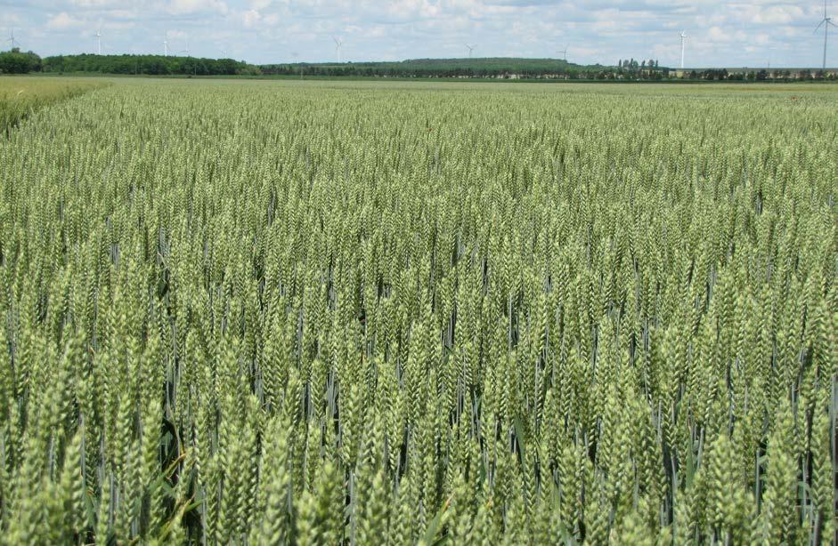 A TERMŐKÉPESSÉG ÚJ MÉRCÉJE BŐTERMŐ ŐSZI KALÁSZOS AGRONÓMIAI Kalásztípus: tar kalászú közép 3,8-4,2 millió csíra/ha 170-200 kg/ha szeptember 25-től október 20-ig késői vetés nem javasolt BAROK Bőtermő