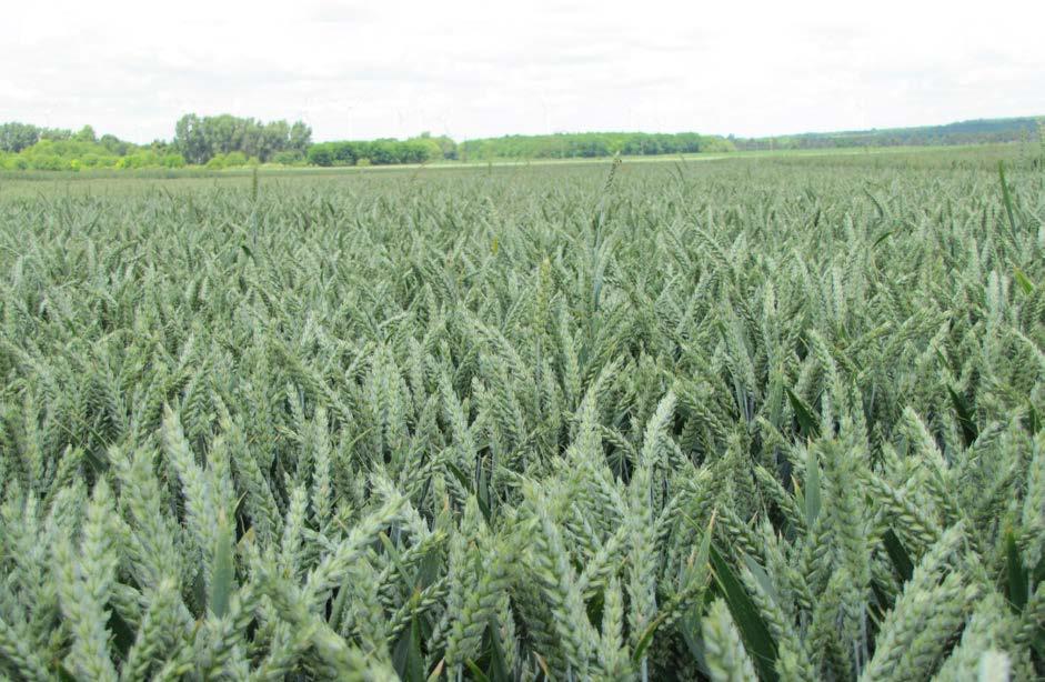 A TITKOS FAVORIT BŐTERMŐ ŐSZI KALÁSZOS AGRONÓMIAI Kalásztípus: tar kalászú közép 3,8-4,2 millió csíra/ha 170-200 kg/ha október 5-től október 20-ig ÚJ REBELL Bőtermő őszi búza A legújabb genetikával