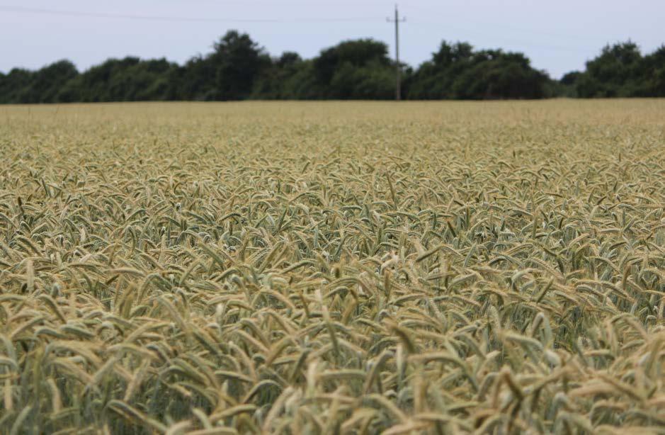 AGRONÓMIAI Kalásztípus: szálkás kalászú közép 3,9-4,2 millió csíra/ha 180-200 kg/ha szeptember 25-től október 15-ig BŐTERMŐ ŐSZI KALÁSZOS A SVÉD ACÉL POLEGO Őszi tritikálé TERMELŐI VÉLEMÉNY A