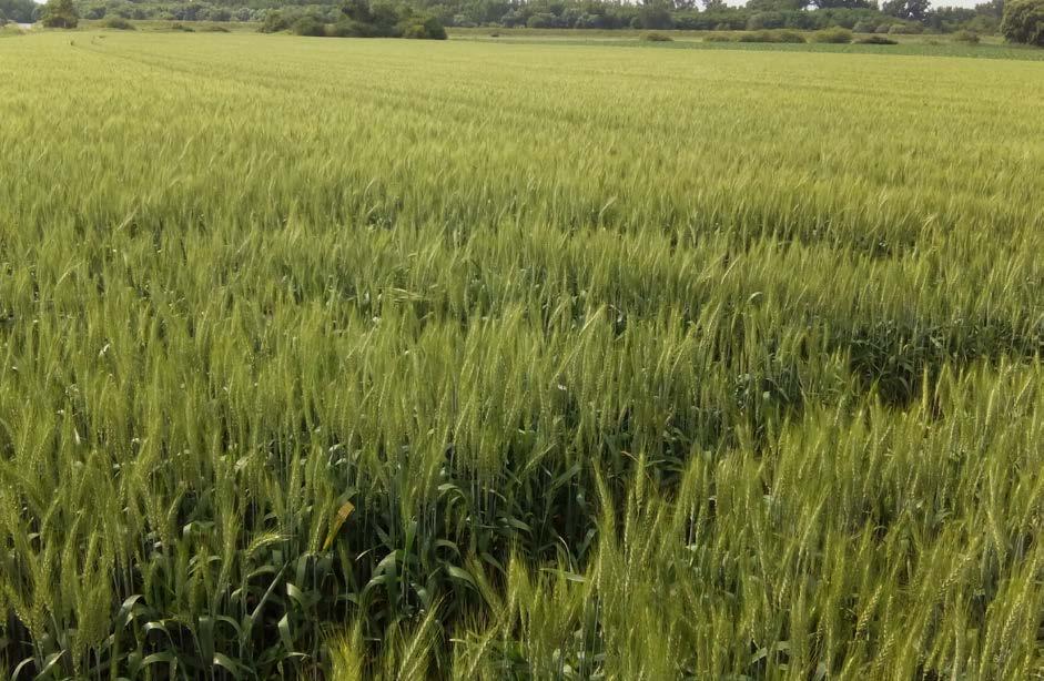 TENGERNYI PRÉMIUM BŐTERMŐ TAVASZI KALÁSZOS AGRONÓMIAI Kalásztípus: szálkás kalászú korai 3,9-4,2 millió csíra/ha 180-200 kg/ha február végétől március 20 -ig LEGUAN Bőtermő tavaszi búza Korán