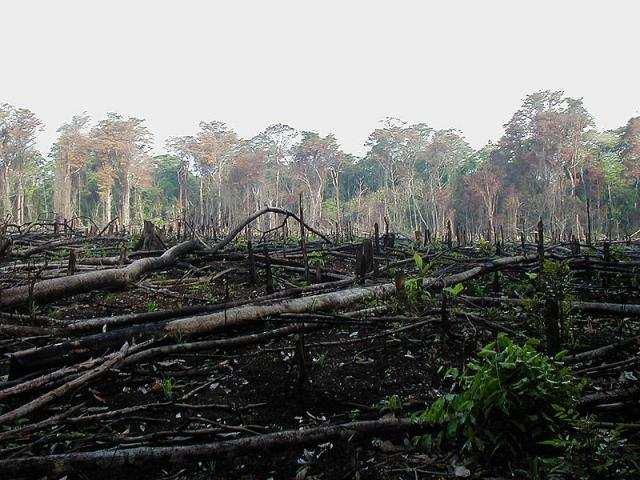 Erdőirt irtás Az erdőirt irtás az erdőknek a szakszerű erdőgazd gazdálkodás, újratelepítés s nélkn lküli li elpusztítása. sa.