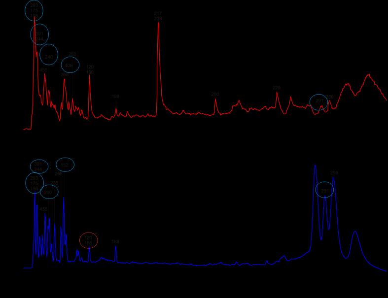 18. ábra. Az balatoni ACT 9504 C. raciborskii törzs teljes ion (fent) és UV kromatogramja (lent). Kékkel a törzsre kizárólagosan jellemző UV-aktív ionok; pirossal kiemelve a fenil-alanin.