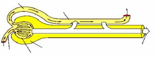 A tubularis transzport szerepe ürített mennyiség (E) = filtrált (F) - reabszorbeált (R) + szekretált (S) U * V P a * GFR 1. ha U * V = P a * GFR -> tubularis transzport nincs 2.