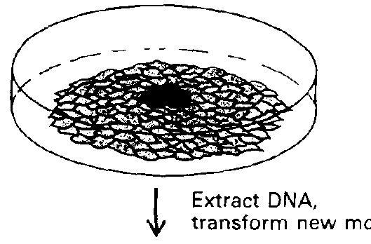 Onkogének azonosítása DNS, emberből származó rákos sejtekből csak emberben található retrotranszpozon Alu szekvencia Transzformálás egér fibroblaszt sejtekbe Ember eredetű DNS