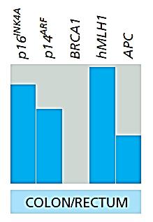 CDK4/6-gátló p14: abnormális Myc / Ras-jelátvitelre