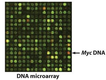 Alberts: Molecular Biology of the Cell, 2008