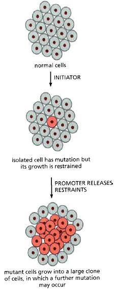 Tumor-iniciátorok és -promóterek Tumor-iniciátorok: károsítják a DNS-t, míg a tumorpromóterek nem.