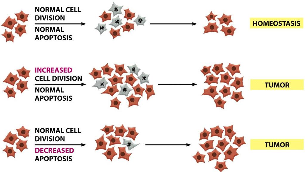 Az osztódásra képes sejtek számának növekedése A fokozott sejtosztódás eredményeként is bekövetkezik (lásd előbb) de nemcsak ez okozhatja a sejtek számának növekedését!